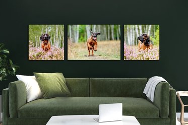 Hundefoto Wandgalerie mit drei Leinwänden