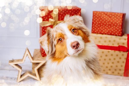 Mini Australian Shepherd Hundefoto für Weihnachten mit Geschenken im Fotostudio Hundefotos Dresden