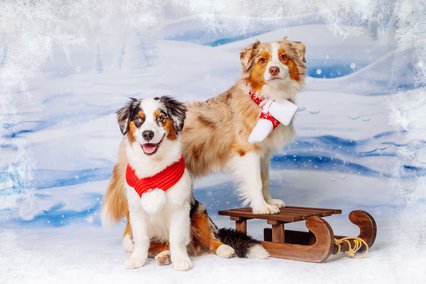 Mini Australian Shepherd zwei Hunde mit Schlitten auf Weihnachtsfoto im Fotostudio Hundefotos Dresden