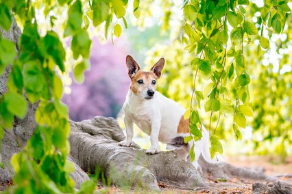 Jack Russel Terrier im Großen Garten beim Hundefotoshooting für alte Hunde in Dresden
