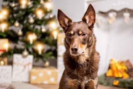Hundefotos für Weihnachten in Sachsen-006.jpg