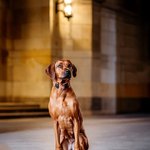 Instagram_Post: DVBw1prjj7j