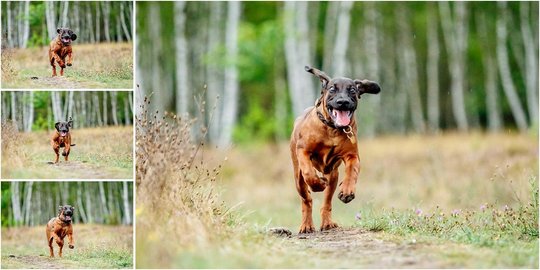 Welpenfoto von Bayerischer Gebirgsschweißhund in Dresden