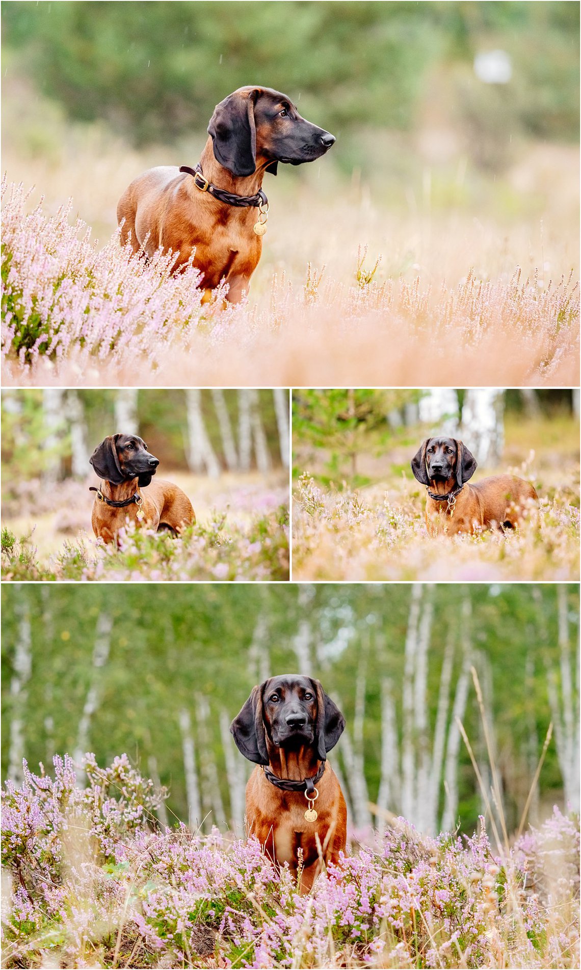 Hundefotos von Bayerischer Gebirgsschweißhund in Dresdner Heide