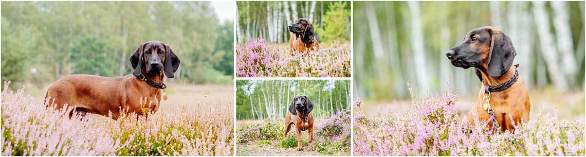 Welpenfoto von Bayerischer Gebirgsschweißhund in Dresdner Heide bei Hundefotoshooting