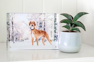 Acrylblock Hundefoto