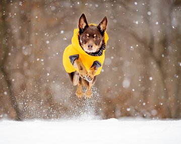 Australian Kelpie springt im Schnee mit Hundemantel