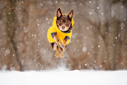 Australian Kelpie springt im Schnee mit Hundemantel