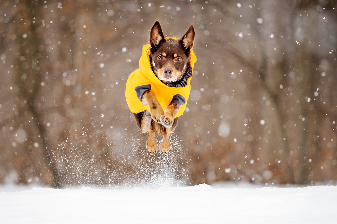 Australian Kelpie springt im Schnee mit Hundemantel