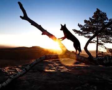 Australian Kelpie und Schweizer Weißer Schäferhund beim Hundefotoshoot in der Sächsischen Schweiz-007.jpg