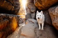 Australian Kelpie und Schweizer Weißer Schäferhund beim Hundefotoshoot in der Sächsischen Schweiz-033.jpg