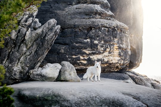 Australian Kelpie und Schweizer Weißer Schäferhund beim Hundefotoshoot in der Sächsischen Schweiz-019.jpg