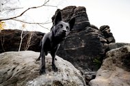 Australian Kelpie und Schweizer Weißer Schäferhund beim Hundefotoshoot in der Sächsischen Schweiz-030.jpg