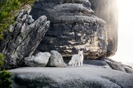 Australian Kelpie und Schweizer Weißer Schäferhund beim Hundefotoshoot in der Sächsischen Schweiz-019.jpg