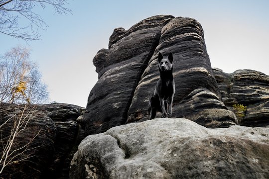 Australian Kelpie und Schweizer Weißer Schäferhund beim Hundefotoshoot in der Sächsischen Schweiz-025.jpg