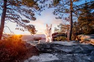 Australian Kelpie und Schweizer Weißer Schäferhund beim Hundefotoshoot in der Sächsischen Schweiz-003.jpg