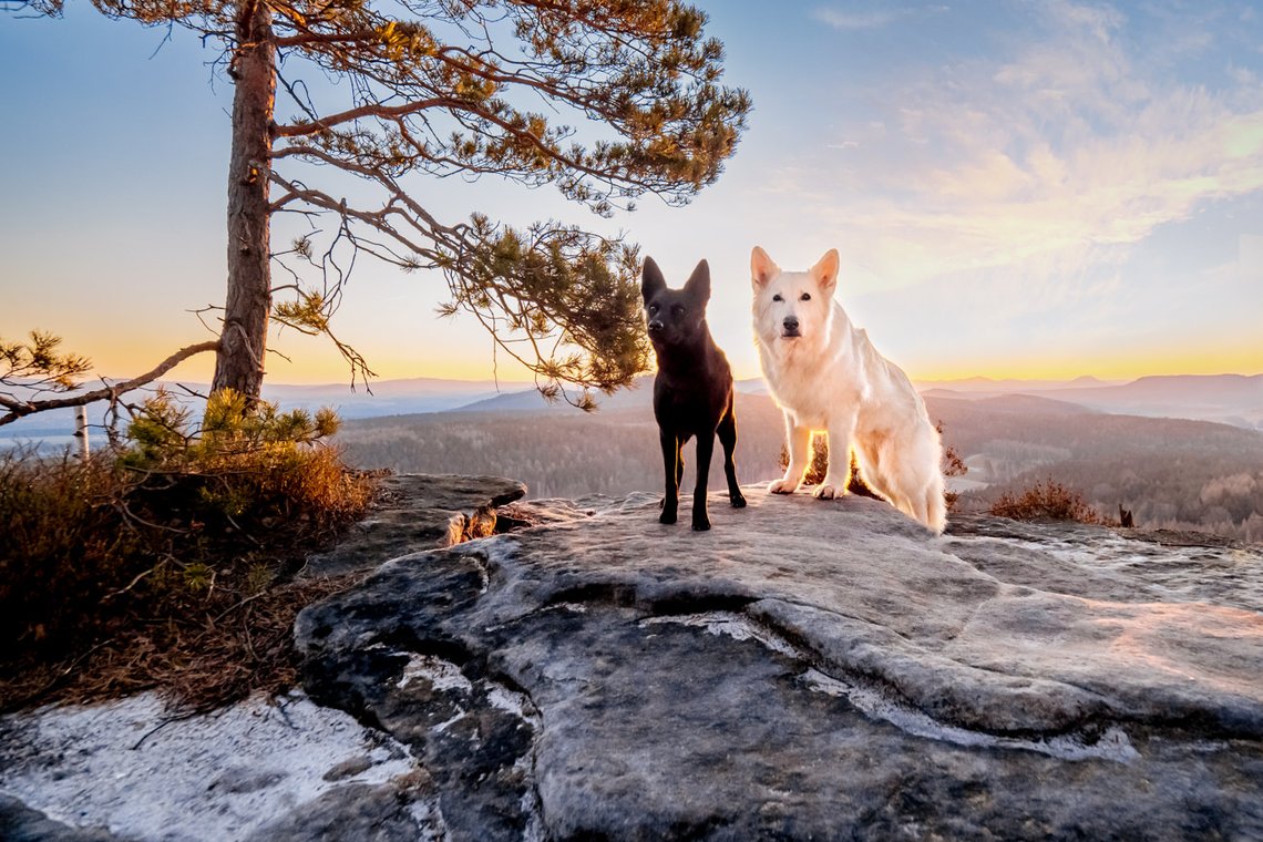 Australian Kelpie und Schweizer Weißer Schäferhund beim Hundefotoshoot in der Sächsischen Schweiz-001.jpg
