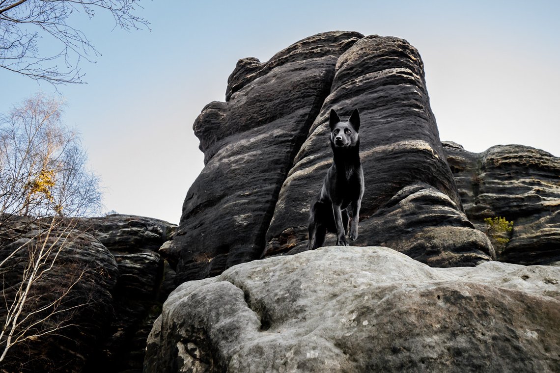 Australian Kelpie und Schweizer Weißer Schäferhund beim Hundefotoshoot in der Sächsischen Schweiz-025.jpg
