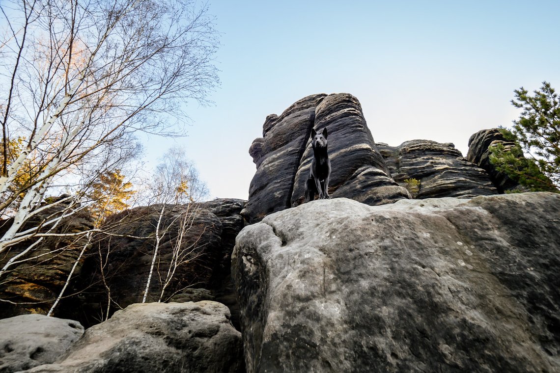 Australian Kelpie und Schweizer Weißer Schäferhund beim Hundefotoshoot in der Sächsischen Schweiz-026.jpg