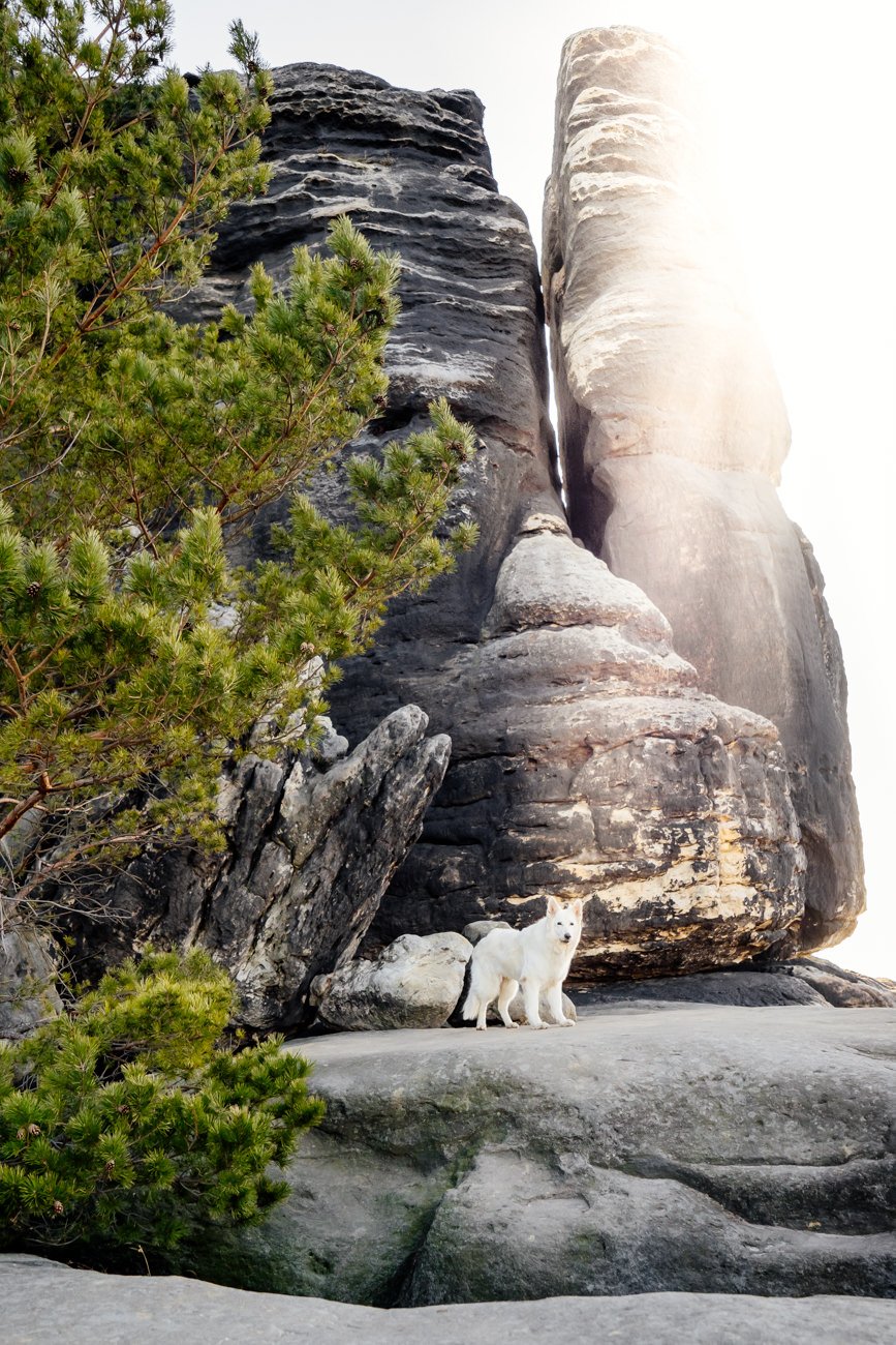 Australian Kelpie und Schweizer Weißer Schäferhund beim Hundefotoshoot in der Sächsischen Schweiz-023.jpg