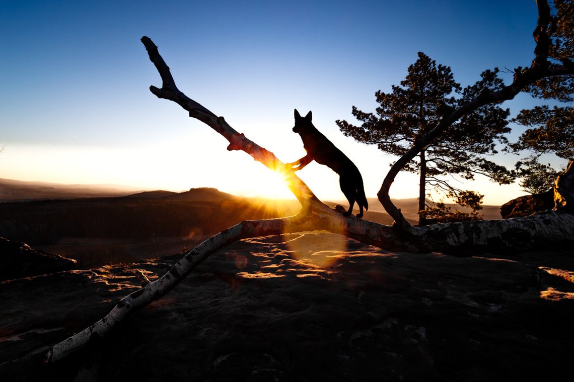 Australian Kelpie und Schweizer Weißer Schäferhund beim Hundefotoshoot in der Sächsischen Schweiz-008.jpg