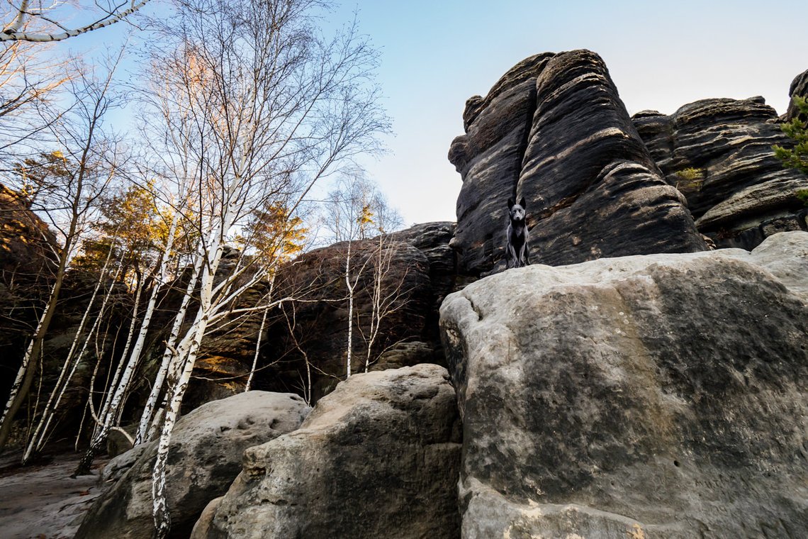 Australian Kelpie und Schweizer Weißer Schäferhund beim Hundefotoshoot in der Sächsischen Schweiz-028.jpg