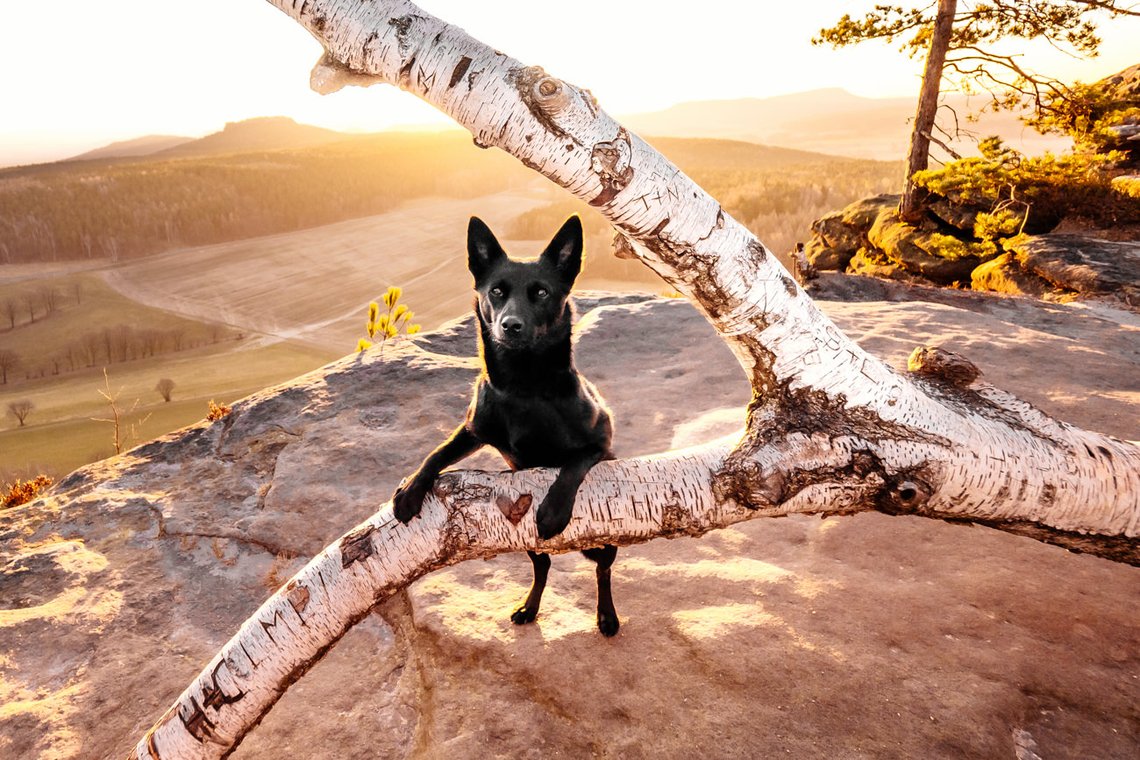 Australian Kelpie und Schweizer Weißer Schäferhund beim Hundefotoshoot in der Sächsischen Schweiz-006.jpg