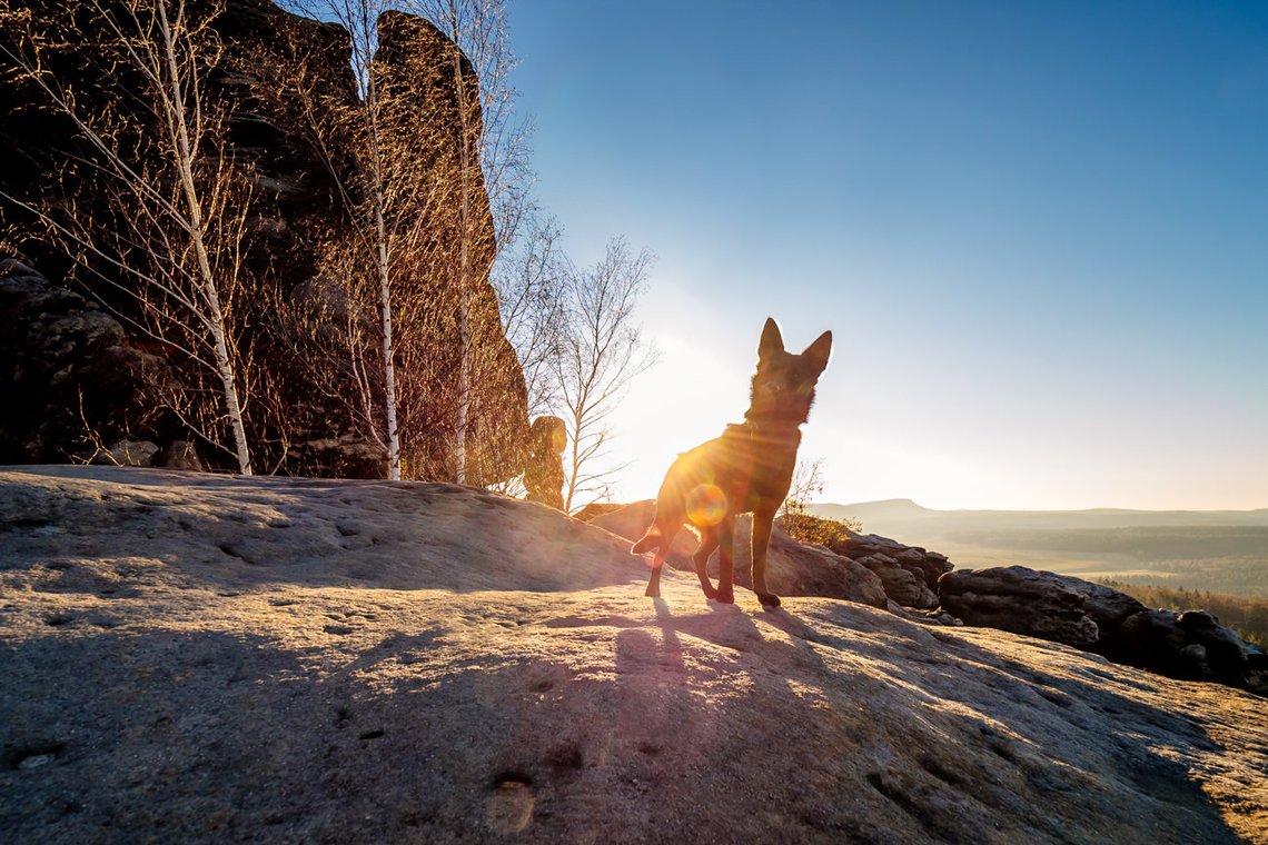 Australian Kelpie und Schweizer Weißer Schäferhund beim Hundefotoshoot in der Sächsischen Schweiz-016.jpg