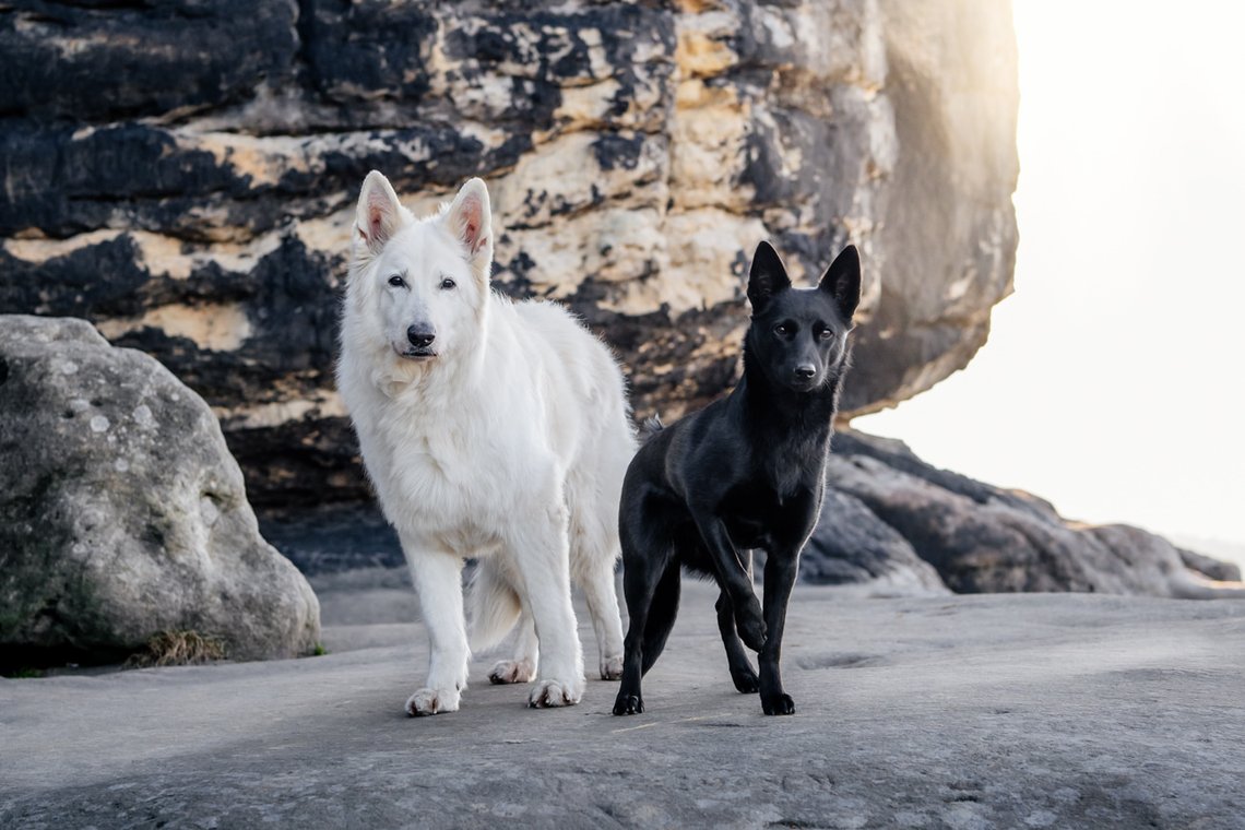 Australian Kelpie und Schweizer Weißer Schäferhund beim Hundefotoshoot in der Sächsischen Schweiz-017.jpg