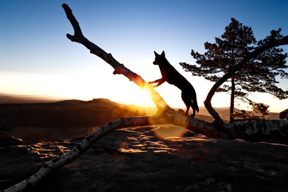 Australian Kelpie und Schweizer Weißer Schäferhund beim Hundefotoshoot in der Sächsischen Schweiz-007.jpg