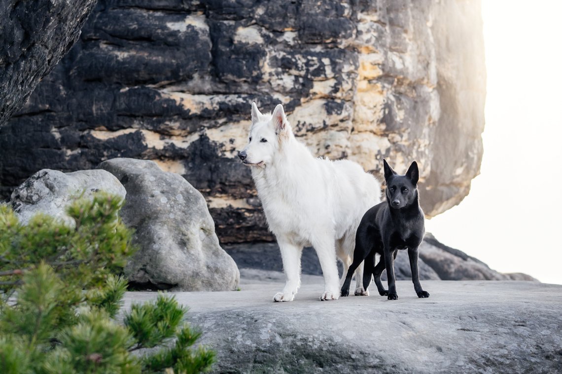 Australian Kelpie und Schweizer Weißer Schäferhund beim Hundefotoshoot in der Sächsischen Schweiz-018.jpg