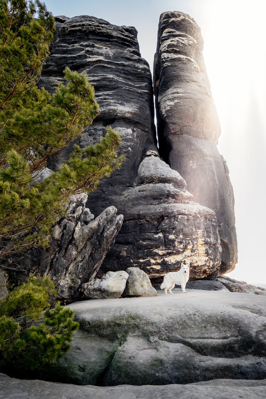 Australian Kelpie und Schweizer Weißer Schäferhund beim Hundefotoshoot in der Sächsischen Schweiz-022.jpg