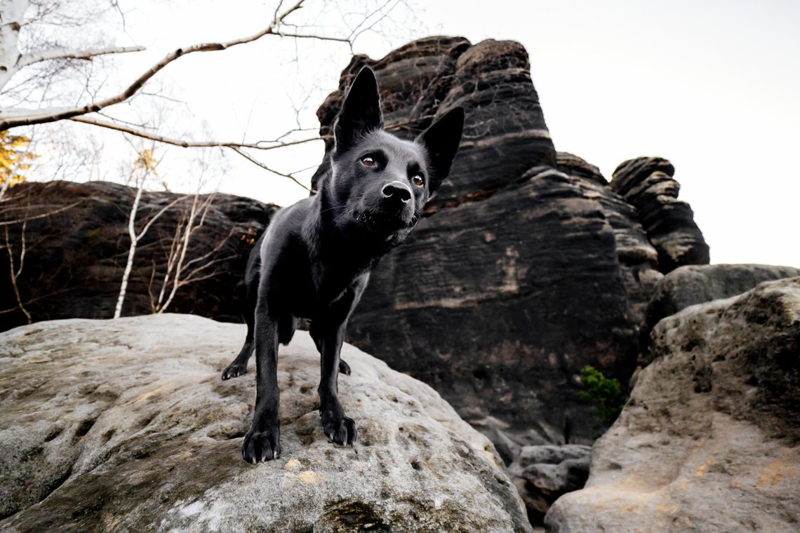 Australian Kelpie und Schweizer Weißer Schäferhund beim Hundefotoshoot in der Sächsischen Schweiz-030.jpg