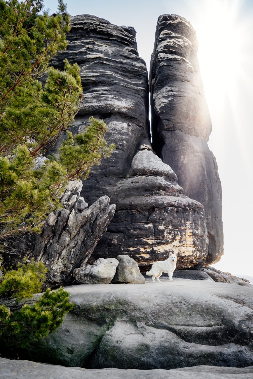 Australian Kelpie und Schweizer Weißer Schäferhund beim Hundefotoshoot in der Sächsischen Schweiz-021.jpg