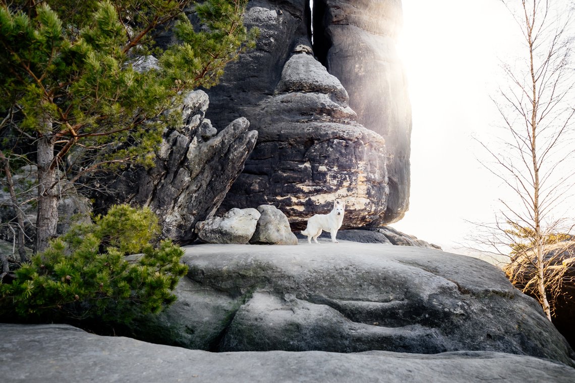 Australian Kelpie und Schweizer Weißer Schäferhund beim Hundefotoshoot in der Sächsischen Schweiz-020.jpg