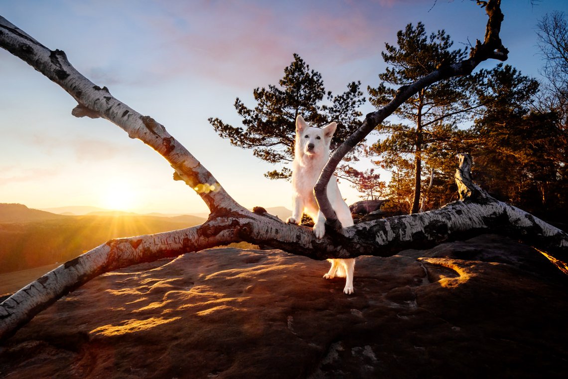 Australian Kelpie und Schweizer Weißer Schäferhund beim Hundefotoshoot in der Sächsischen Schweiz-009.jpg