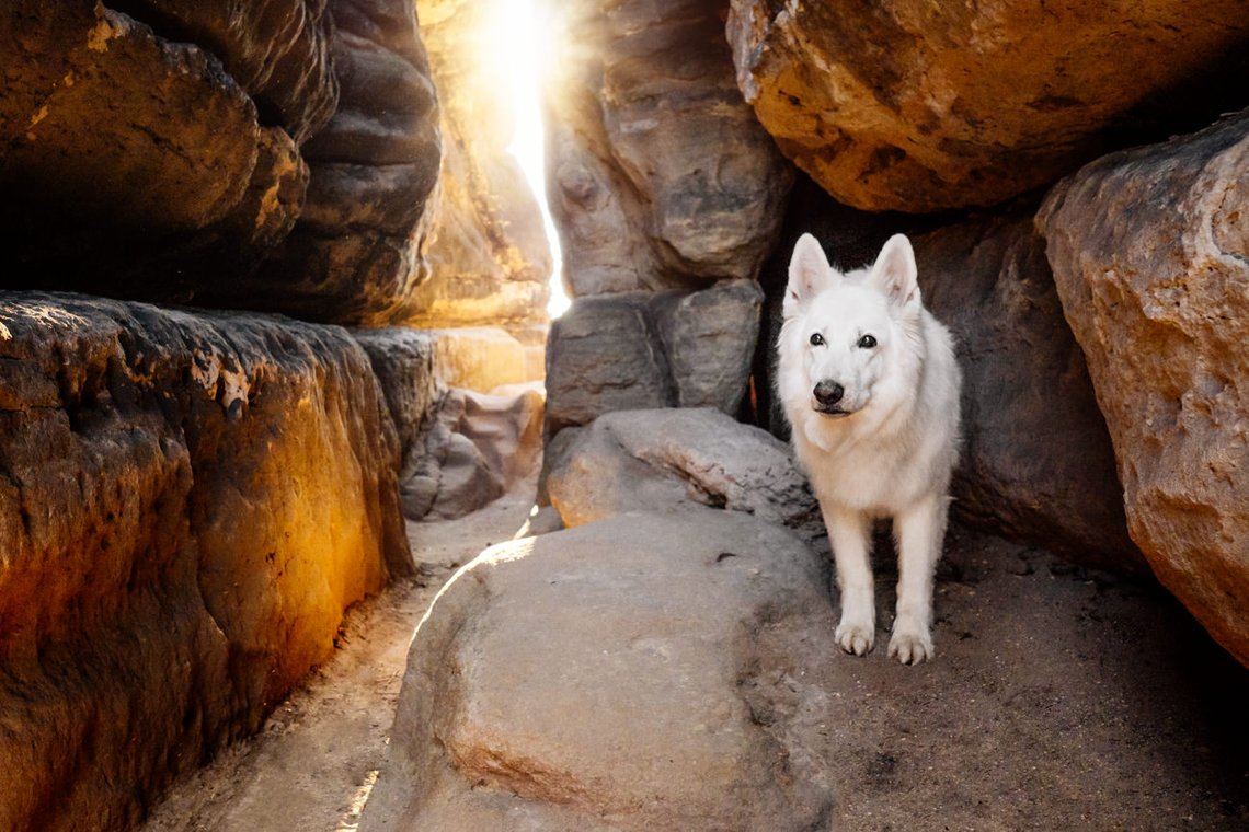 Australian Kelpie und Schweizer Weißer Schäferhund beim Hundefotoshoot in der Sächsischen Schweiz-033.jpg