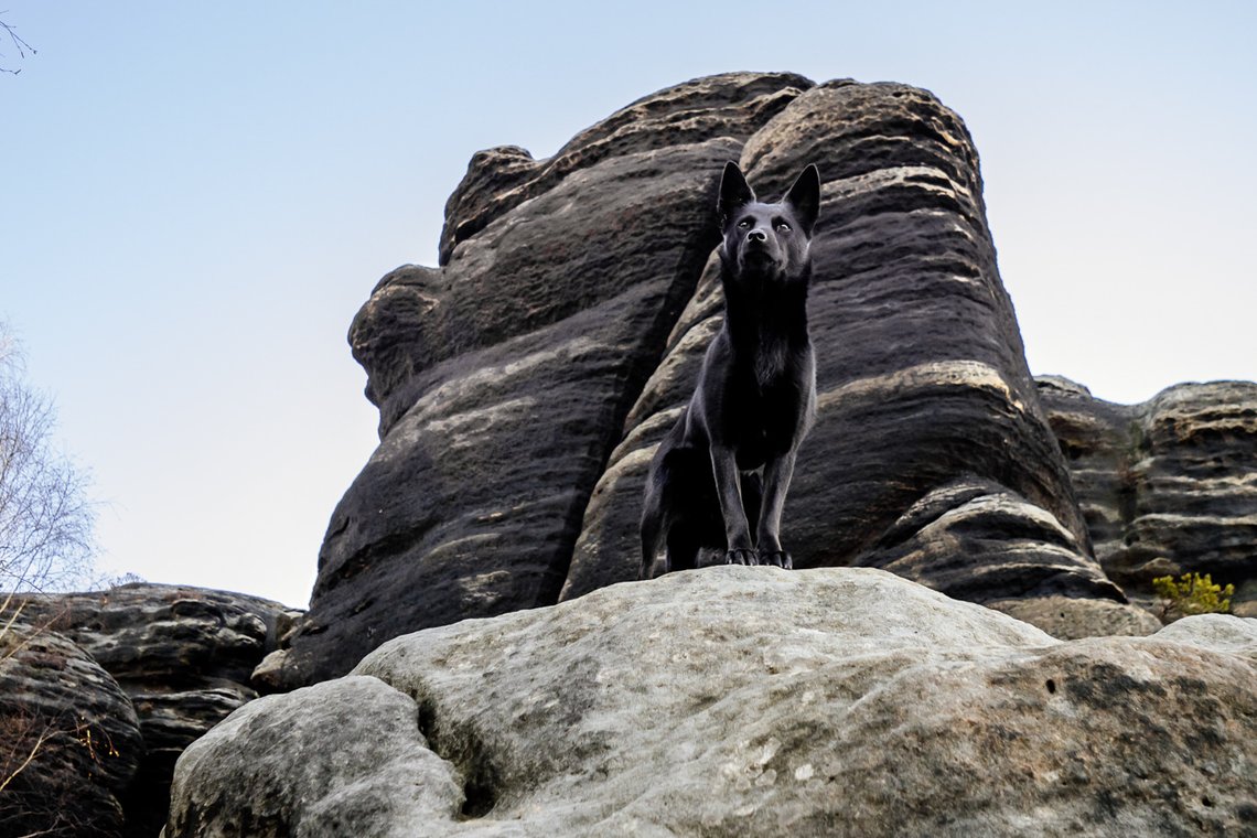 Australian Kelpie und Schweizer Weißer Schäferhund beim Hundefotoshoot in der Sächsischen Schweiz-027.jpg