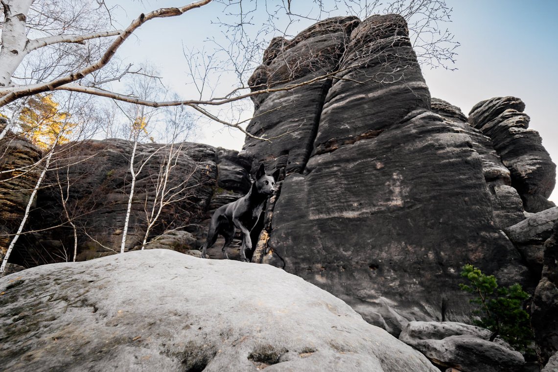 Australian Kelpie und Schweizer Weißer Schäferhund beim Hundefotoshoot in der Sächsischen Schweiz-029.jpg