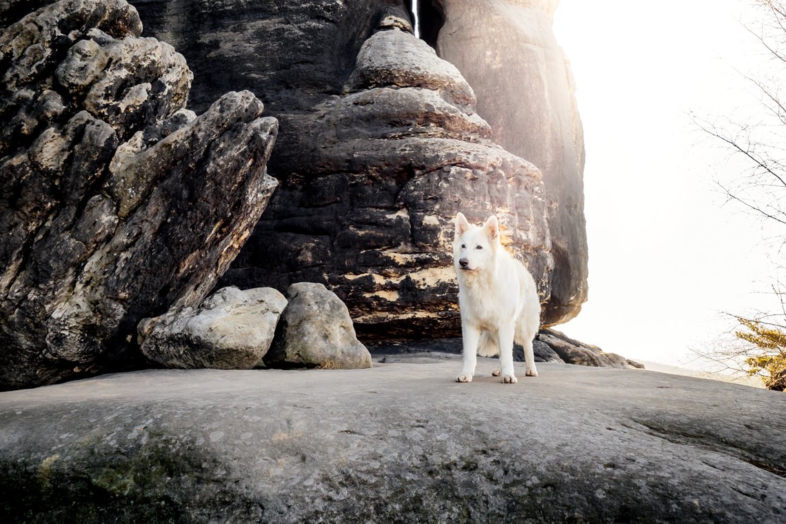 Australian Kelpie und Schweizer Weißer Schäferhund beim Hundefotoshoot in der Sächsischen Schweiz-024.jpg