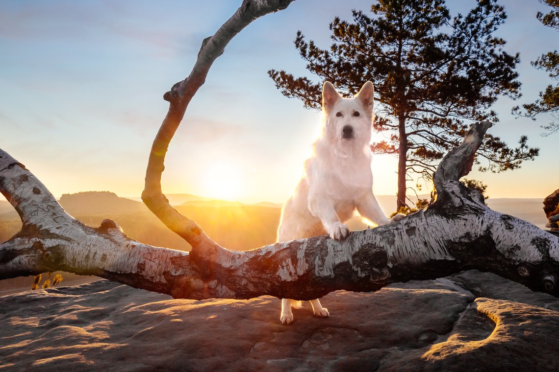 Australian Kelpie und Schweizer Weißer Schäferhund beim Hundefotoshoot in der Sächsischen Schweiz-010.jpg