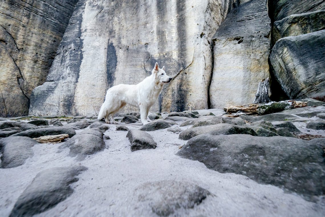 Australian Kelpie und Schweizer Weißer Schäferhund beim Hundefotoshoot in der Sächsischen Schweiz-036.jpg