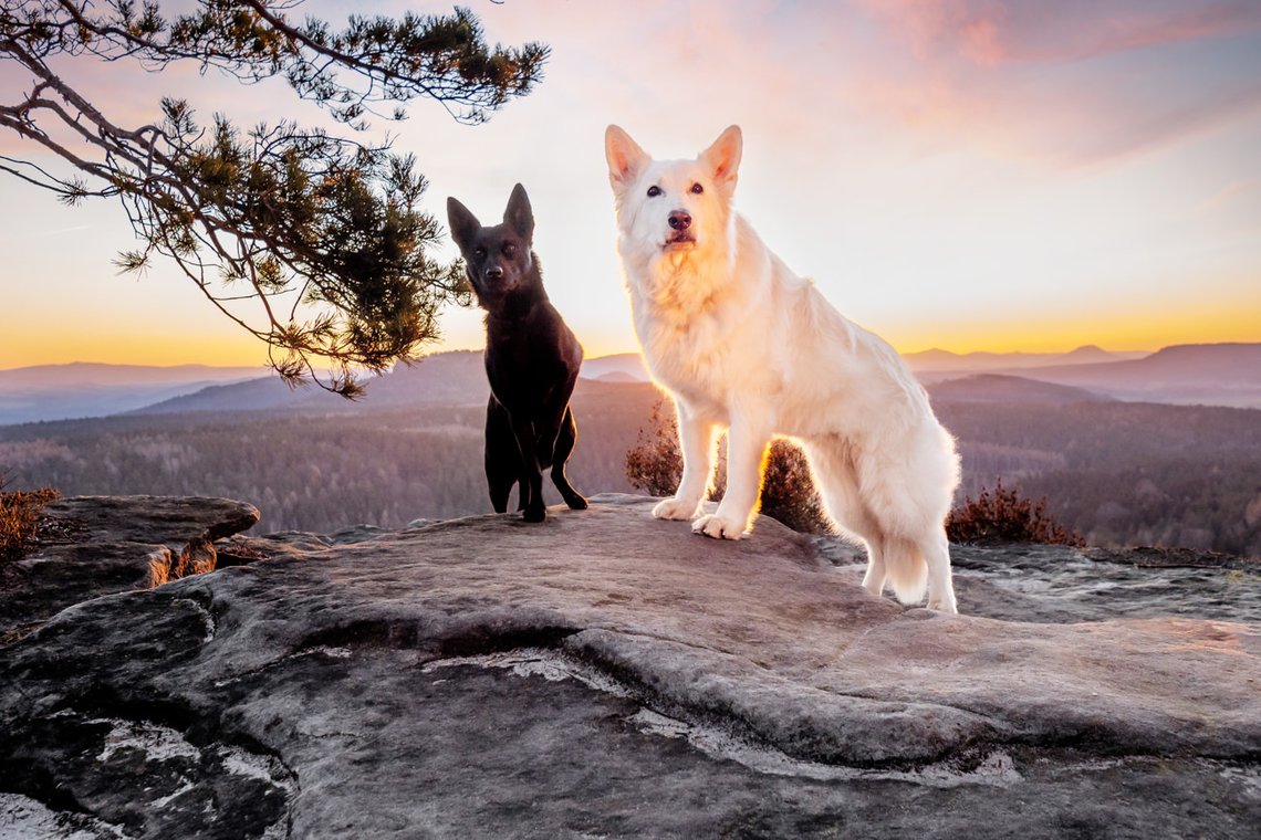 Australian Kelpie und Schweizer Weißer Schäferhund beim Hundefotoshoot in der Sächsischen Schweiz-002.jpg