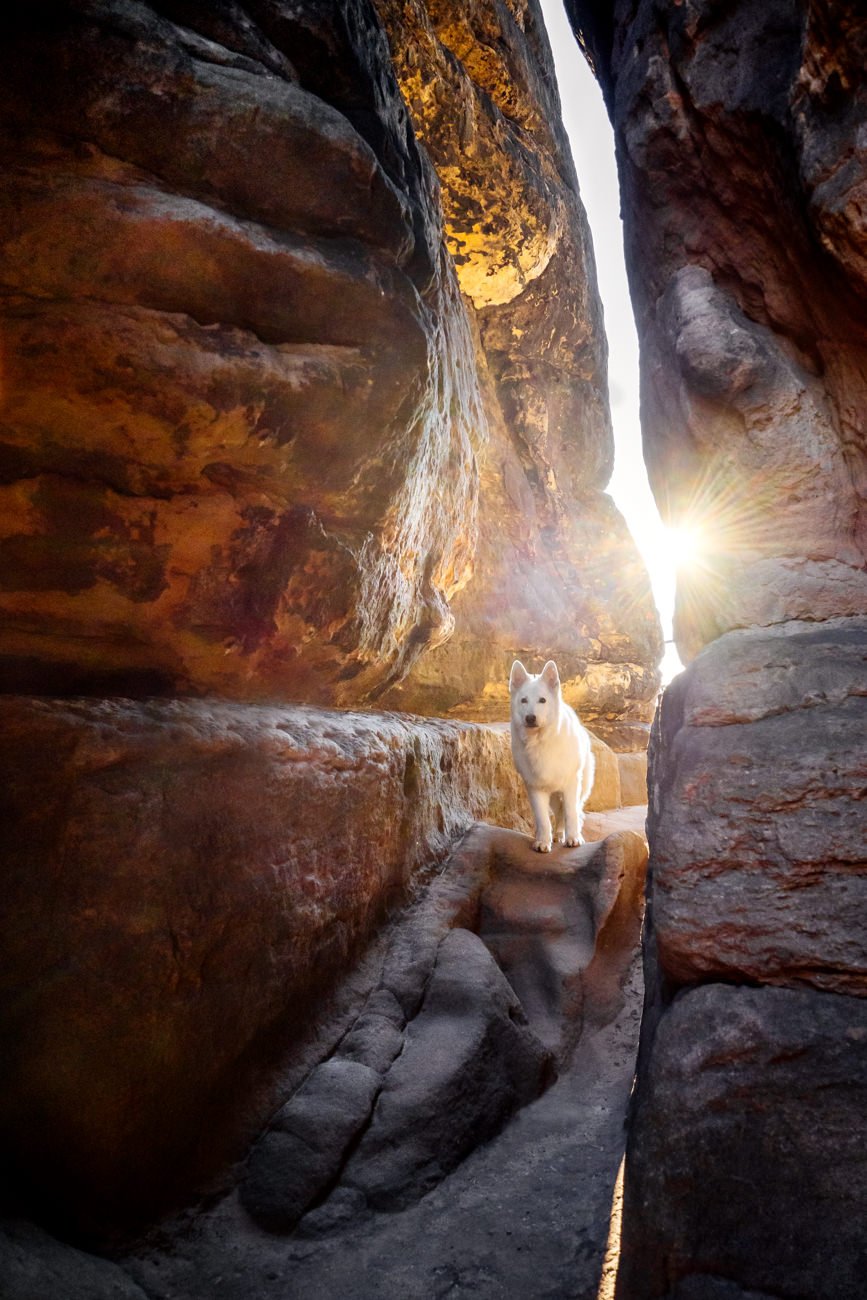 Australian Kelpie und Schweizer Weißer Schäferhund beim Hundefotoshoot in der Sächsischen Schweiz-031.jpg