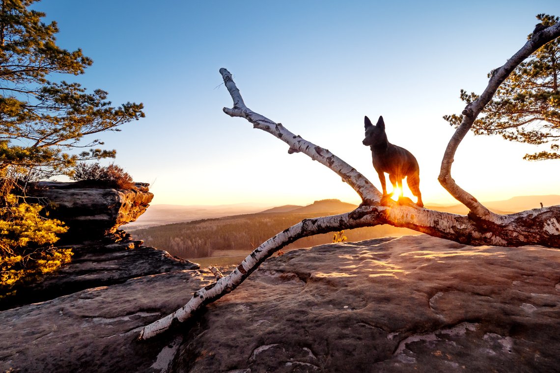 Australian Kelpie und Schweizer Weißer Schäferhund beim Hundefotoshoot in der Sächsischen Schweiz-005.jpg