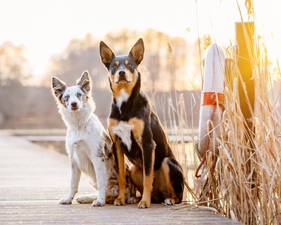 Australian Koolie im Sonnenunterg See und Schilf