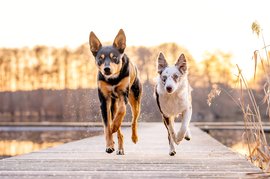 Zwei Australian Koolies beim Hundefotoshooting
