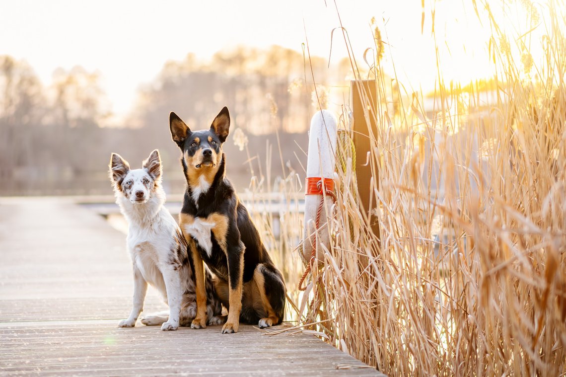 Australian Koolie im Sonnenunterg See und Schilf