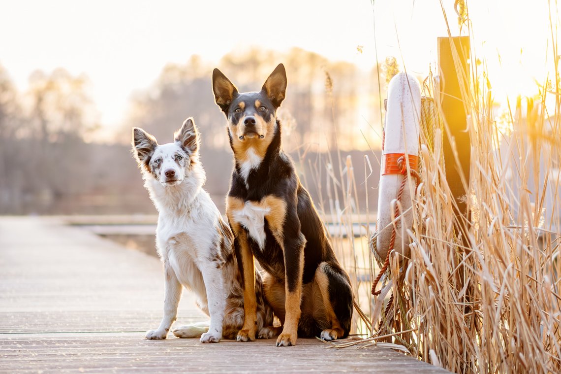 Australian Koolie im Sonnenunterg See und Schilf