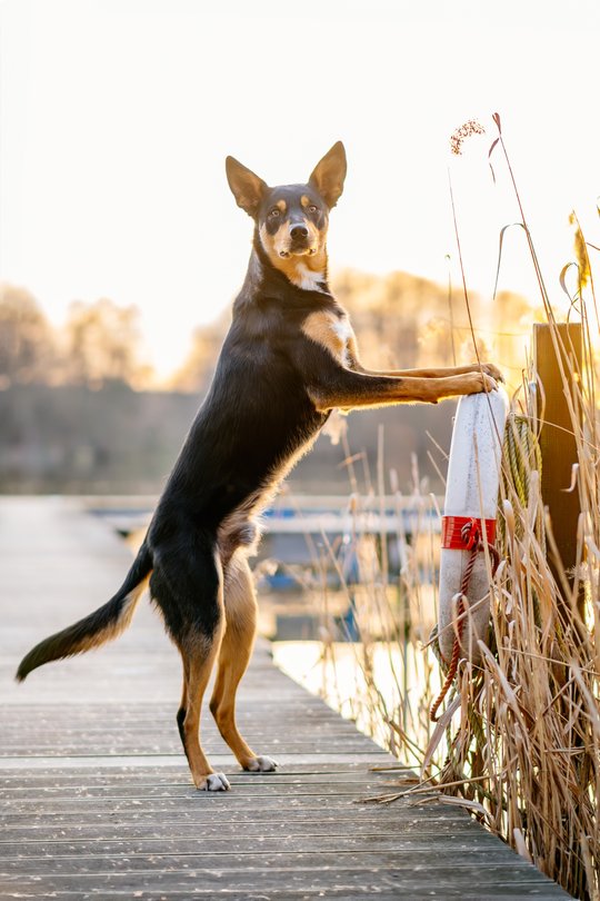 Australian Koolie Körschgen im Abendlicht